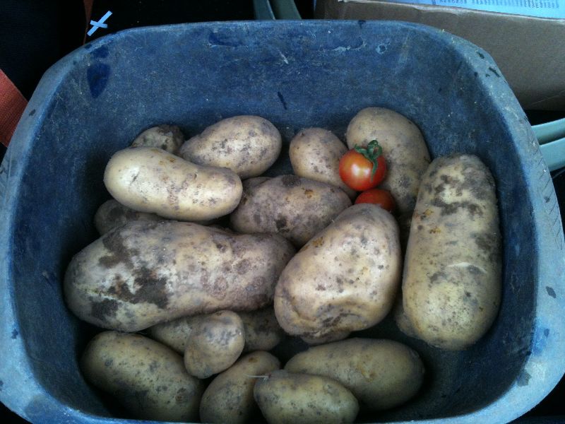 Potatoes